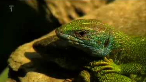 Živé srdce Evropy - Ještěrka zelená