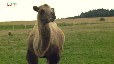 Náš zvěřinec - Opakování, matka moudrosti