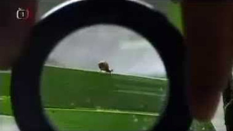 Živé srdce Evropy - Vrkoč bažinný