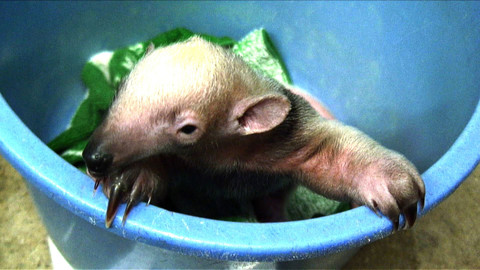 Příběhy zvířecích miminek - Epizoda 23/28