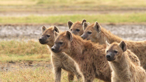 Obdivuhodný svět přírody - Hyeny skvrnité, Tanzánie
