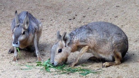 Máte mě! - 13. listopadu 2011