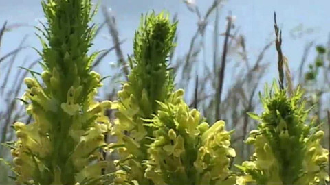 Živé srdce Evropy - Všivec statný