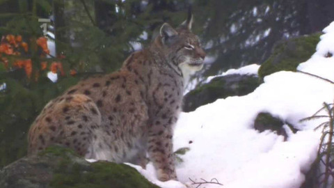 Živé srdce Evropy - Rys ostrovid