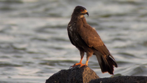 Safari z Knihy džunglí - Epizoda 15/26