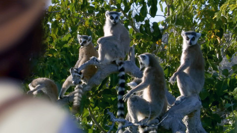 Andy na safari - Lemur
