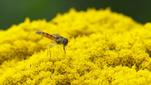 Za oponou přírody - 5/5 Paraziti - hodní, zlí a oškliví?