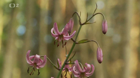 Novinky z přírody - Epizoda 19/53