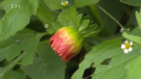 Z metropole - 8. listopadu