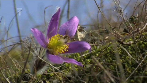 Živé srdce Evropy - Koniklec velkokvětý