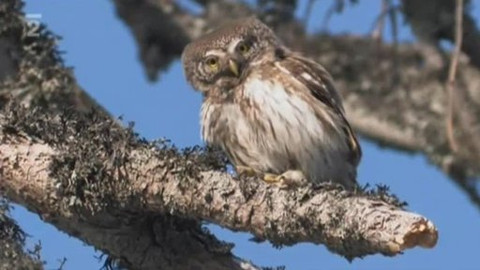 Přidej se - Divočina v Evropě