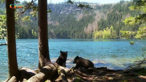 Méďové na cestách - 27/43 Táborsko