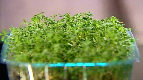 Pod pokličkou - Zelené lupení pro člověčí pasení