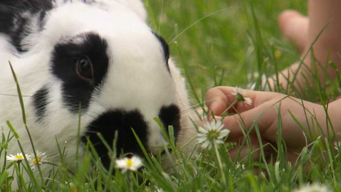 Moje zahrádka - Travička zelená