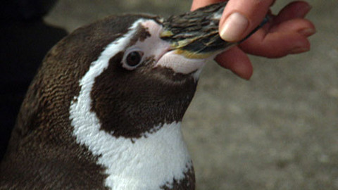 Zprávičky - 22. ledna 2011