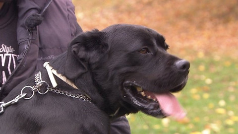 Chcete mě? - Chcete je?