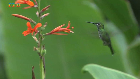 Hvězdy zvířecí říše - 28/32 Nejdrobnější z ptačích letců