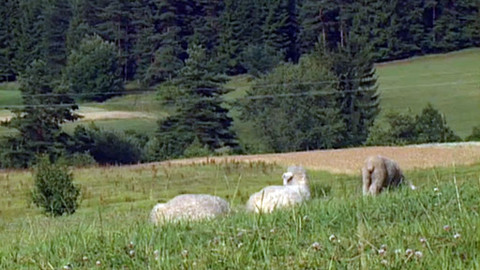 Náš venkov - Tráva neroste enem za vodú…