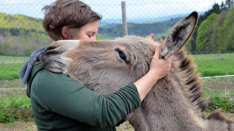 Malá farma - Smutný oslík