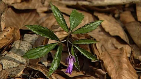 Na větvi - Prales Mionší