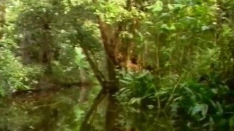 Dětská encyklopedie světa - 3/21 Prales