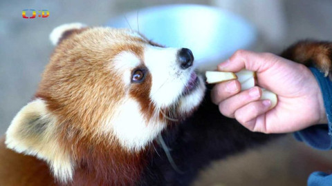 Příběhy zvířecích miminek - Epizoda 5/6