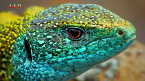 Terčin zvířecí svět - 26. dubna 2024