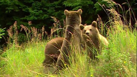 Méďové - Loučení