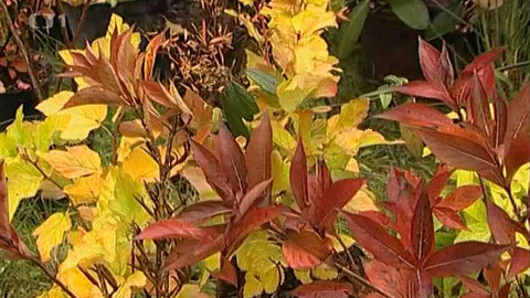 Zahrada je hra - 15. ledna 2006