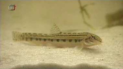 Živé srdce Evropy - Sekavec písečný