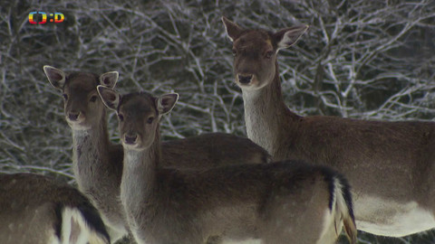 Zprávičky - 26. prosince 2024
