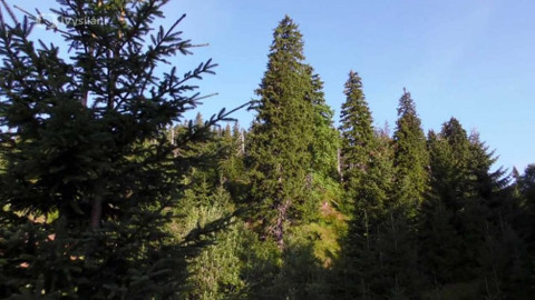 Minuty z přírody - Autochtonní smrk