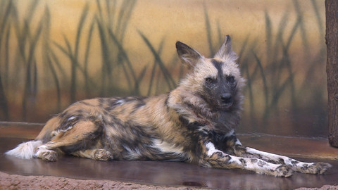 Chcete mě? - 6. března 2016