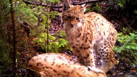 Nedej se! - Rysí hlídka