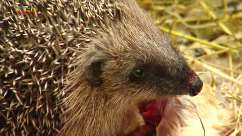 Zprávičky - 18. října 2021