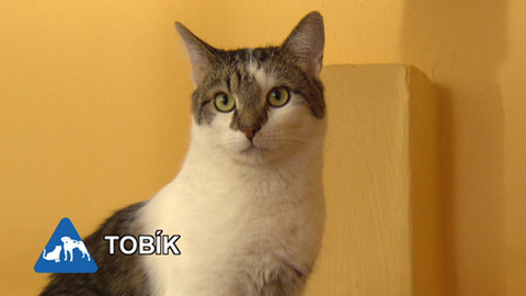 Chcete mě? - Chcete je?