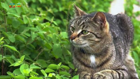 Kocour Mour poznává své příbuzné - Epizoda 8/8