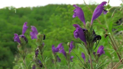 Živé srdce Evropy - Včelník rakouský