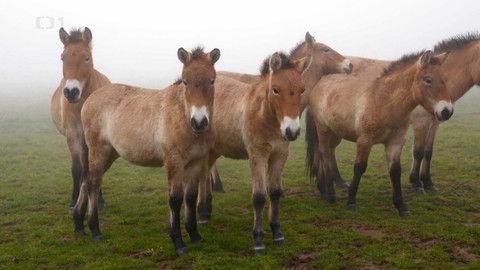 Co naše babičky uměly a na co my jsme zapomněli - Hřívy a kopyta