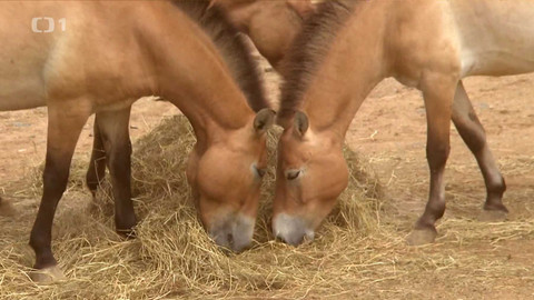 Toulavá kamera - 25. srpna 2024