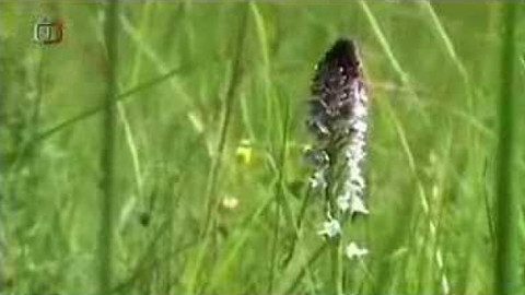 Živé srdce Evropy - Vstavač osmahlý