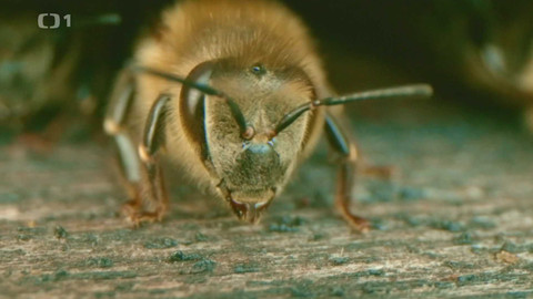 Máme rádi zvířata - 21. října 2024