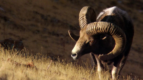 Safari z Knihy džunglí - Epizoda 20/26