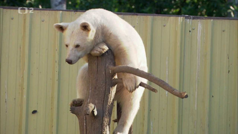 Dobrodružství vědy a techniky - Příběh medvědího ducha
