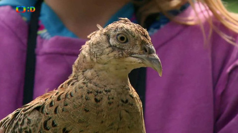 S Hubertem do lesa - Fešák z bažantnice