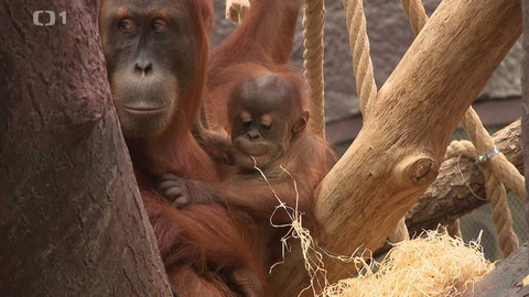 Z metropole - 4. ledna