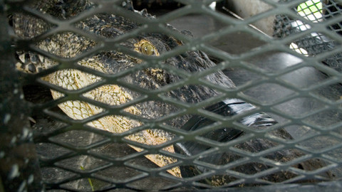 GEO 360° - Pozor na aligátory