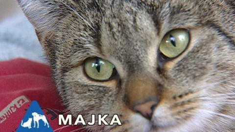 Chcete mě? - Chcete je?