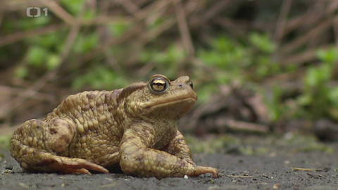 Týden v regionech (Ostrava) - 28. března