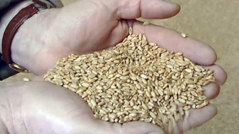 Náš venkov - Chléb vezdejší